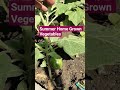 Summer Home Grown Vegetables #homegrownveggies #homegrownfood #homegrownvegetables #nagpur