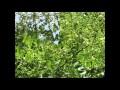 風をみたひと クリスティナ・ロゼッティ作詞・木島始訳詞・木下牧子作曲 Who Has Seen The Wind?