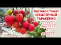 Кистевой томат ЮБИЛЕЙНЫЙ ТАРАСЕНКО! Всем советую вырастить! Дача удачи