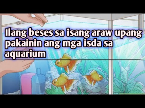 Video: Pagpili Ng Isang Aquarium Para Sa Isda