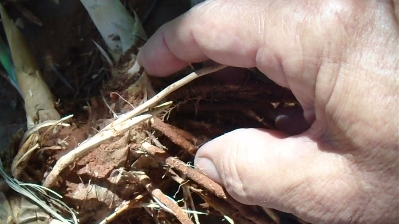 How to tell the difference between a reed and a bamboo. YouTube