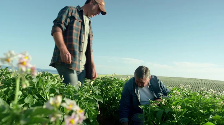 PEI Potatoes: It Takes an Island