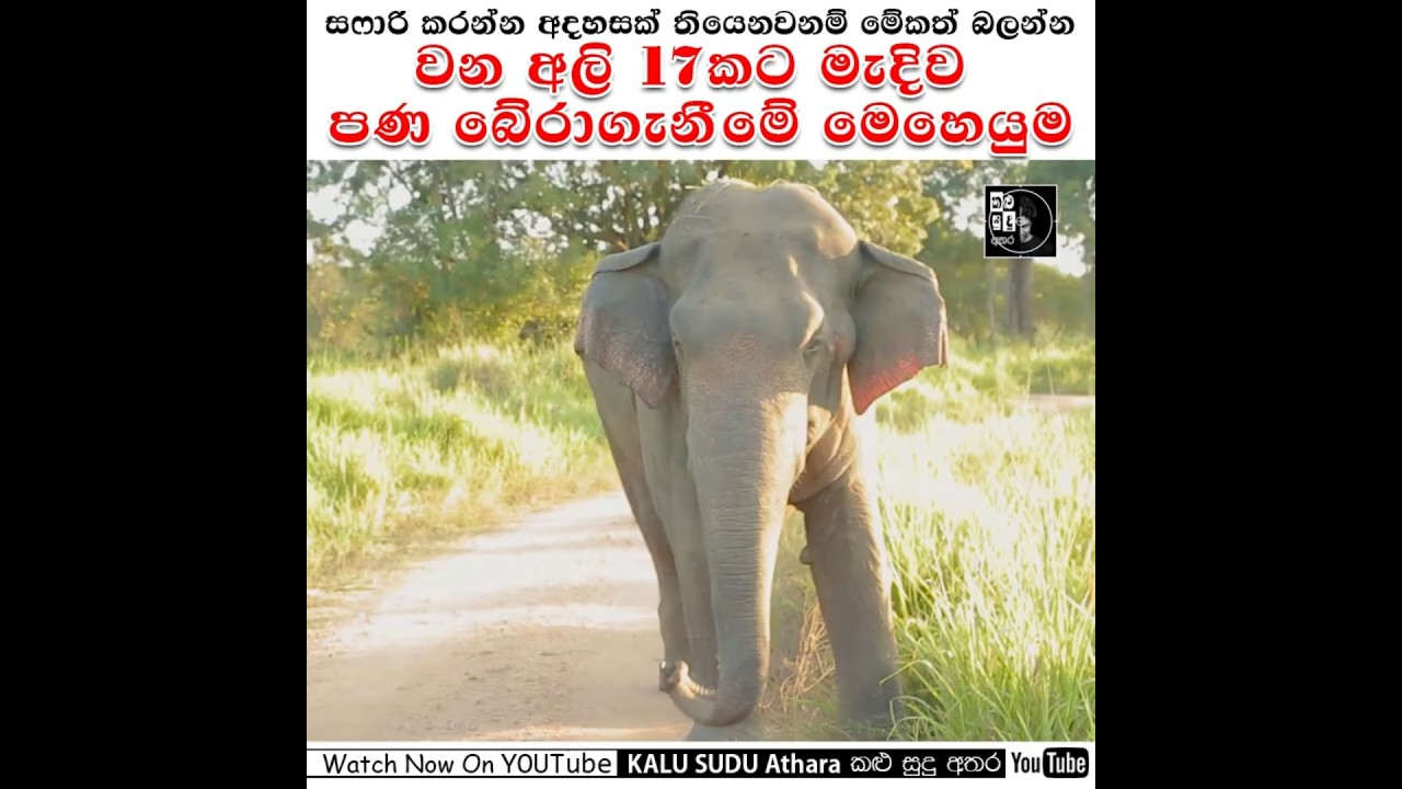 Elephants Chasing Safari Jeep  #wildlife #කළුසුදුඅතර #kalusuduathara