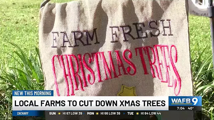 Local farms allow you to cut down your own Christmas tree