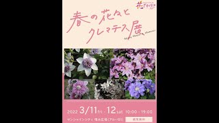 春と花々とクレマチス展2022　金子明人さん展示ご紹介