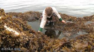 Alaska.org - What's Under That Rock? (Ketchikan Visitors Bureau)