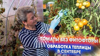видео: Томаты без фитофторы - обработка теплицы в сентябре картинка: Томаты без фитофторы - обработка теплицы в сентябре