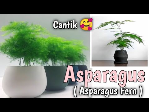 Video: Spesies Asparagus (45 Foto): Deskripsi Asparagus Dan Plumosus Berbentuk Sabit, Umbelatus, Falcatus Dan Setaceus, Taman Dan Piramidal