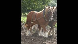 Harvesting potatoes with horses and digger