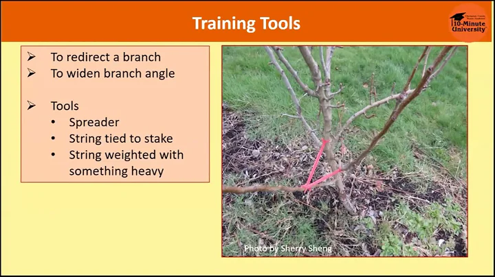 Fruit Tree Training & Pruning with OSU Master Gardeners