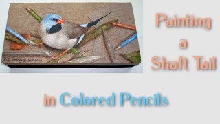 Painting a Shaft Tail Bird in Colored Pencils, Learn to Paint with Nilda, Painting Tutorial