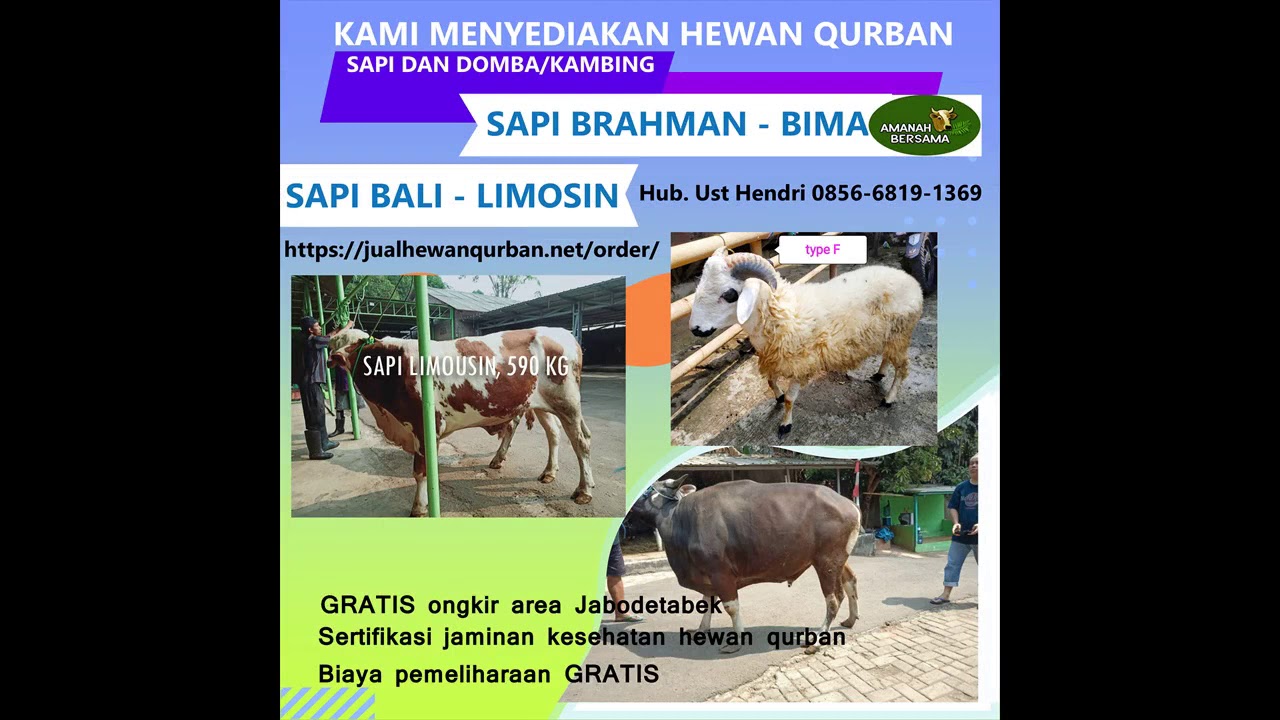 0856-6819-1369 (IM3-WA) Jual Sapi Brahman, Jual Sapi Qurban Bandung