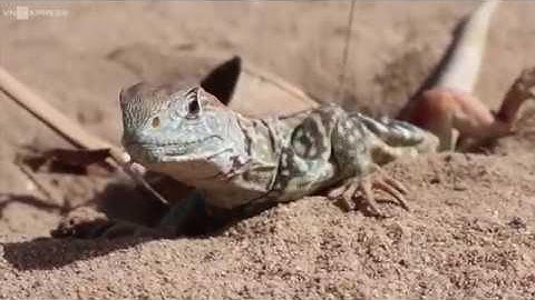 Đặt bẫy bắt dông trong hang ở bãi cát