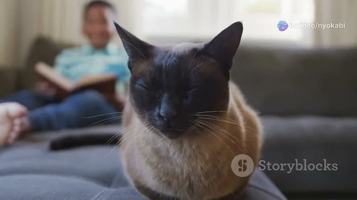 Watch the video about 5 Fun Facts About Siamese Cats You Didn&rsquo; t know