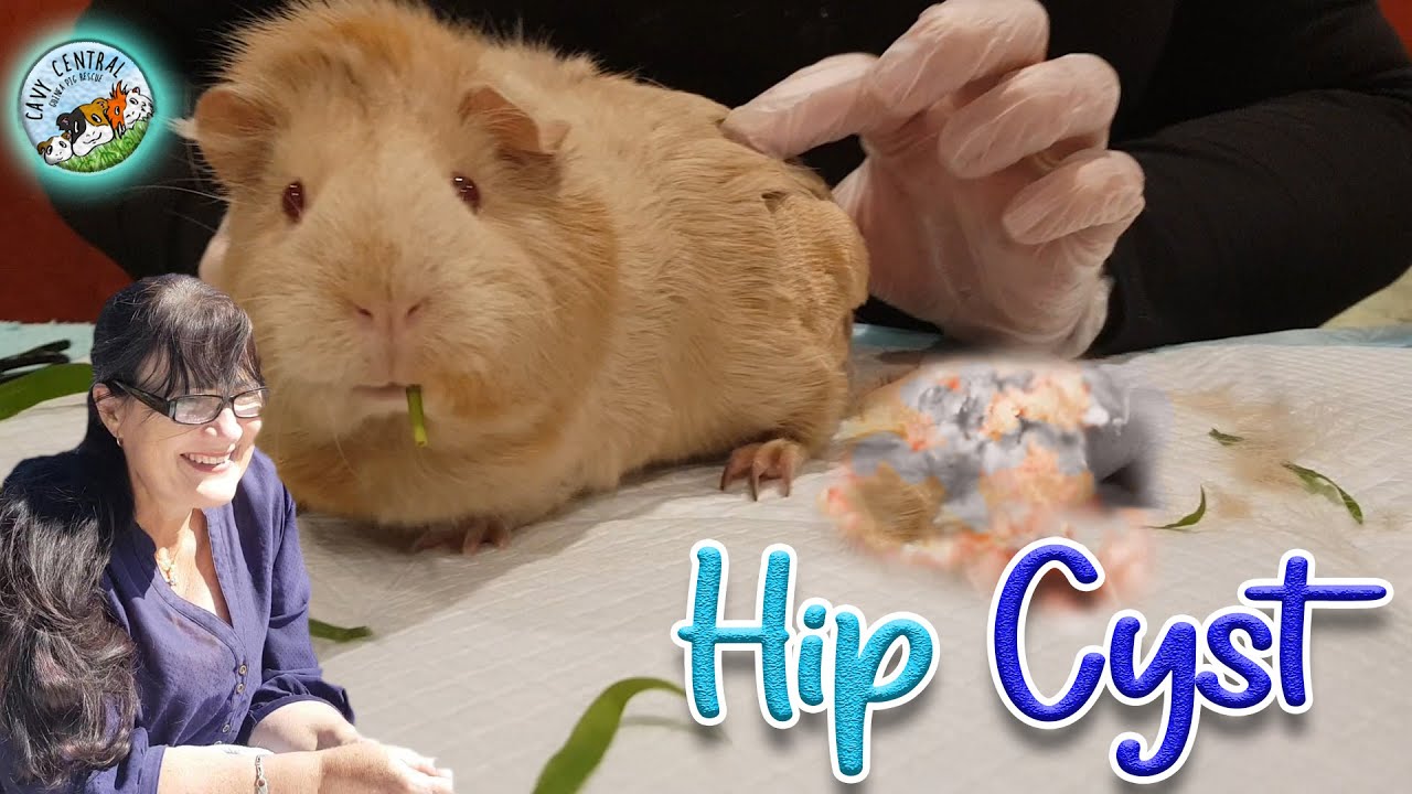 Guinea pig sebaceous cyst on her hip can this be treated YouTube