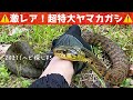 蛇採取2021!#5 〜超特大ヤマカガシ〜【蛇探し、捕獲】♦️Journey to catch snakes 2021!#5〜Very ferocious rhabdophis tigrinus〜
