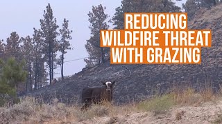 Reducing Wildfire Threat With Grazing