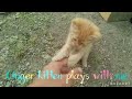 Ginger kitten plays with me