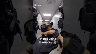 Ranking Sora Ai Pibble Clips