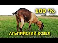 100% АЛЬПИЙСКИЙ КОЗЁЛ ЗЛАТ