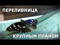 Бабочки крупным планом в 2.7K. Переливница тополевая. 2022