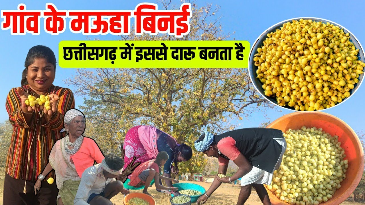 गाँव के मऊहा बिनई //छत्तीसगढ़ में इससे दारू बनता है Mauha Vlog chhattisgarh mauha daru