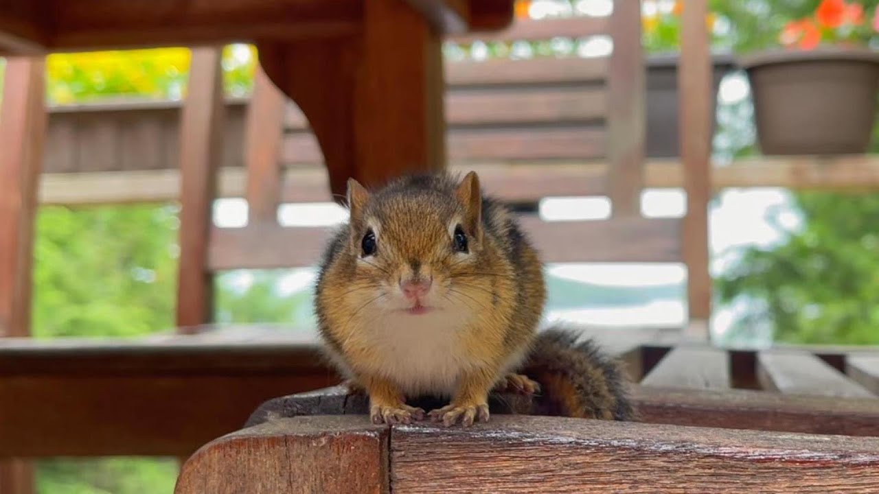 이렇게 오랫동안 나를 지켜보는 다람쥐는 처음입니다. I've Never Seen A Chipmunk Watching Me For So Long