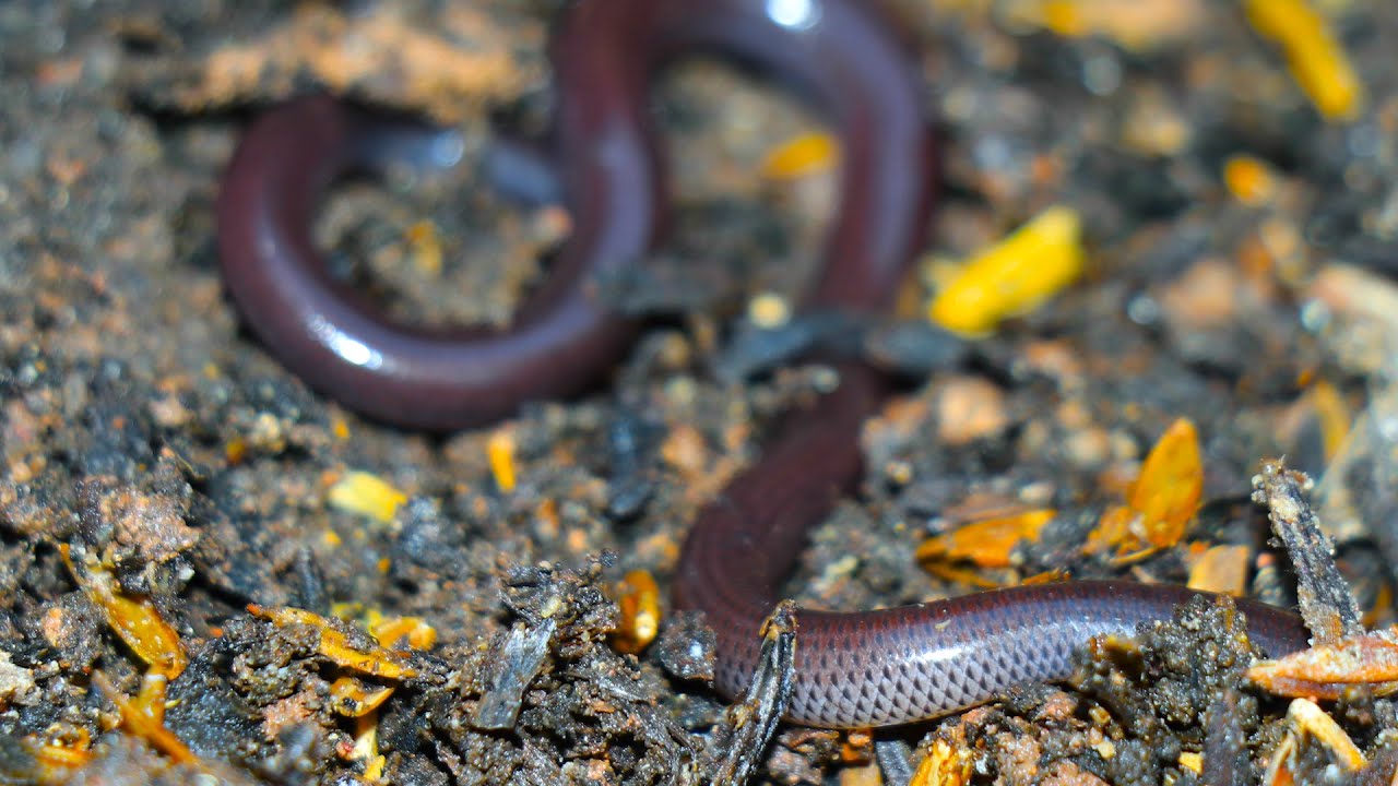 THE MOST Venomous snakes live in the ground YouTube