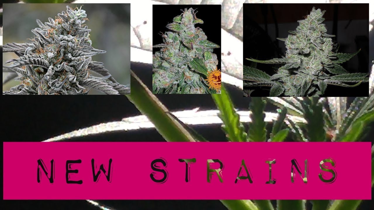 New Strains revealed and garden updates