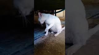 #cat #studywithmeandmycat #animallovers #pets