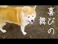 秋田犬アキラ喜びの舞👍(6年前)