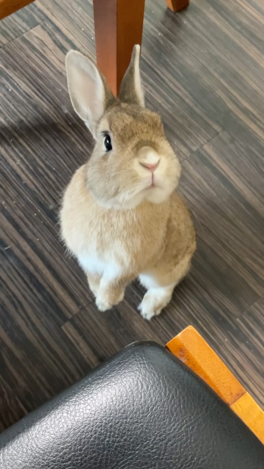 old memory🐰 #うさぎ #rabbit #bunny - YouTube