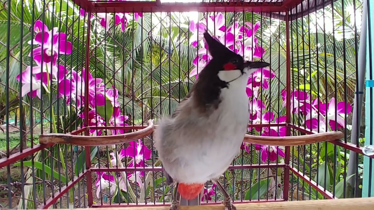 Luyện chào mào hót sáng