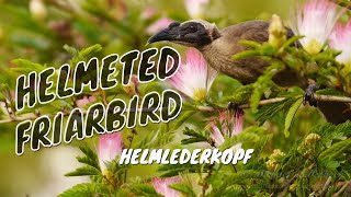Helmeted Friarbird (Philemon buceroides) / Helmlederkopf [1]