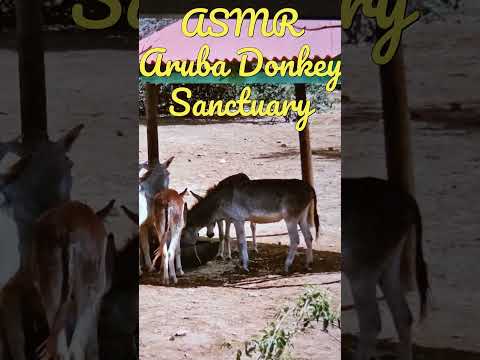 Google Earth ASMR: Aruba Donkey Sanctuary