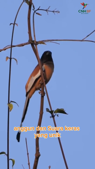 Rufous Treepie (Dendrocitta vagabunda) #burung #burungkicaudialamliar #kicaumania