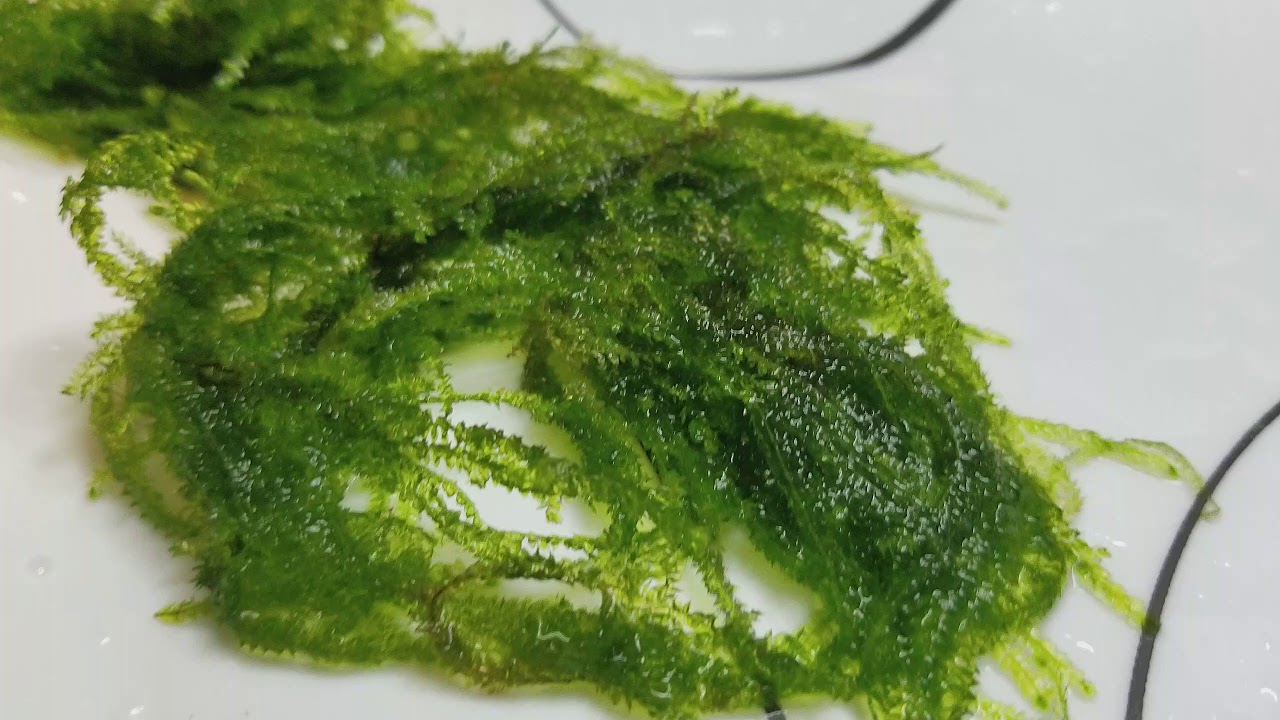 Vesicularia ferriei ' Weeping Moss ' From La fermette à crevettes