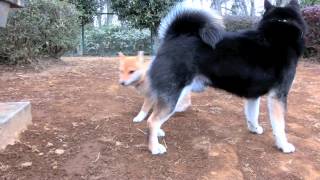 小鉄&みかん201204