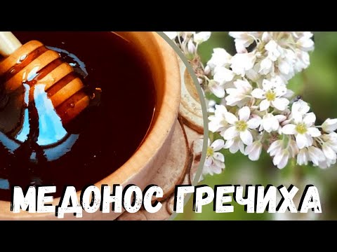 Медонос ГРЕЧИХА. Виды. Описание. Медопродуктивность