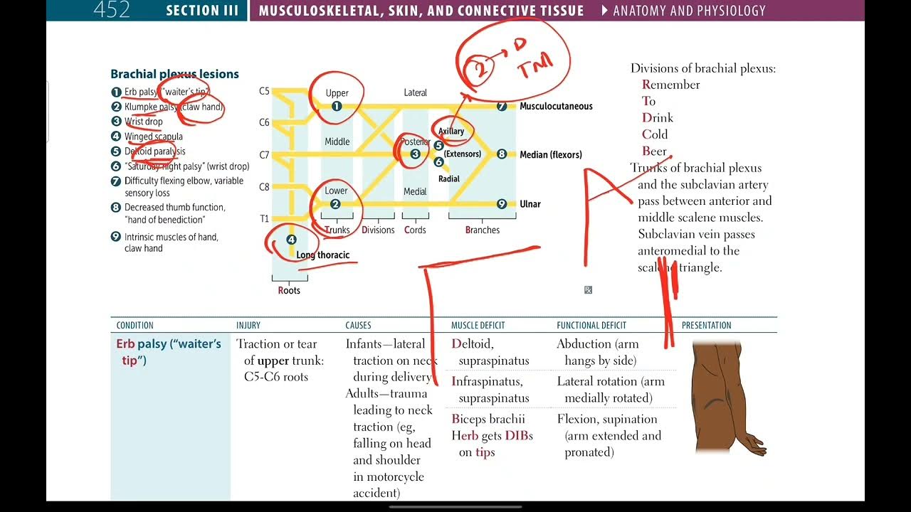 Brachial Plexus Made Easy First Aid In Urdu Hindi YouTube brachial-plexus-made-easy-first-aid-in-urdu-hindi-youtube