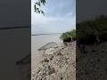 Seeing the big fish running away, I threw the net and jumped in.#shorts #fishingvideo #fishinglife