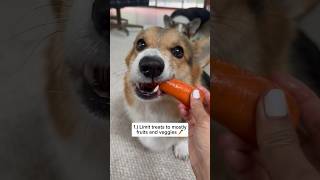 My Corgi Lost 6 Pounds on a Raw Diet
