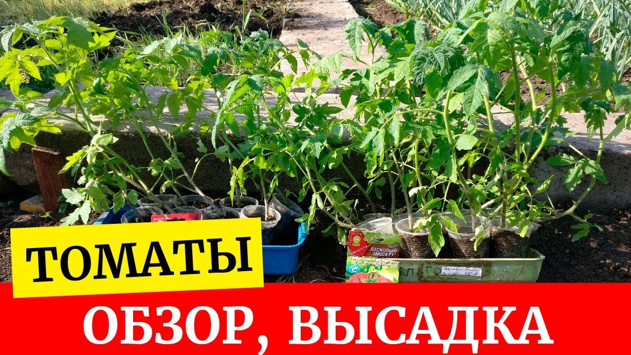 Посадка рассады помидор в открытый грунт, видео, Дача Посадка рассады помидор в открытый грунт, видео, Дача