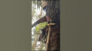 Realita Hirup di Kampung, Nyadap Kawung Aren #DesaMekarsari