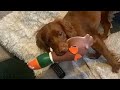 Chewie the Cocker Spaniel crazy moments #dog #animals #pet #crazy # viral