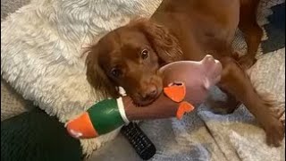 Chewie the Cocker Spaniel crazy moments #dog #animals #pet #crazy # viral