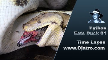 Python Eats Duck 01 Time Lapse