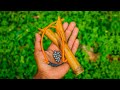 DIY Powerful And Accurate Bamboo Slingshot