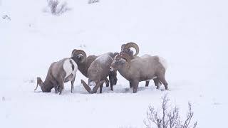 Bighorn Rams