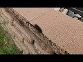 Saltmarsh caterpillars in the Dallas area.